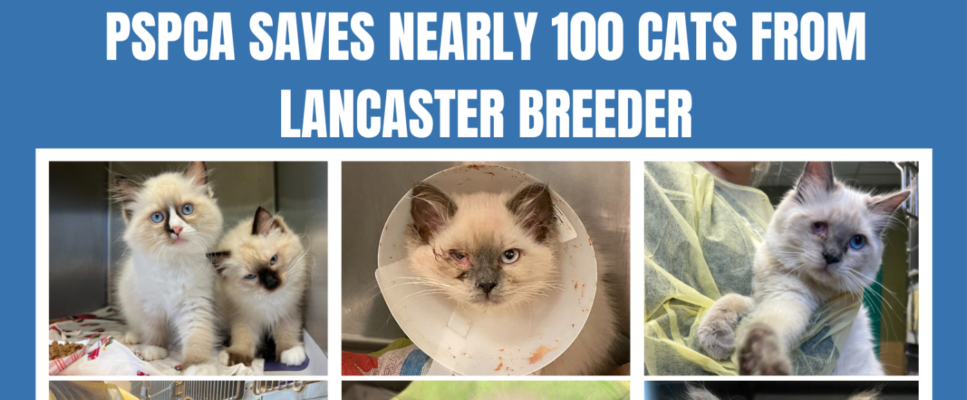 PSPCA Rescues nearly 100 cats from breeder in Lancaster County Pennsylvania Society for the
